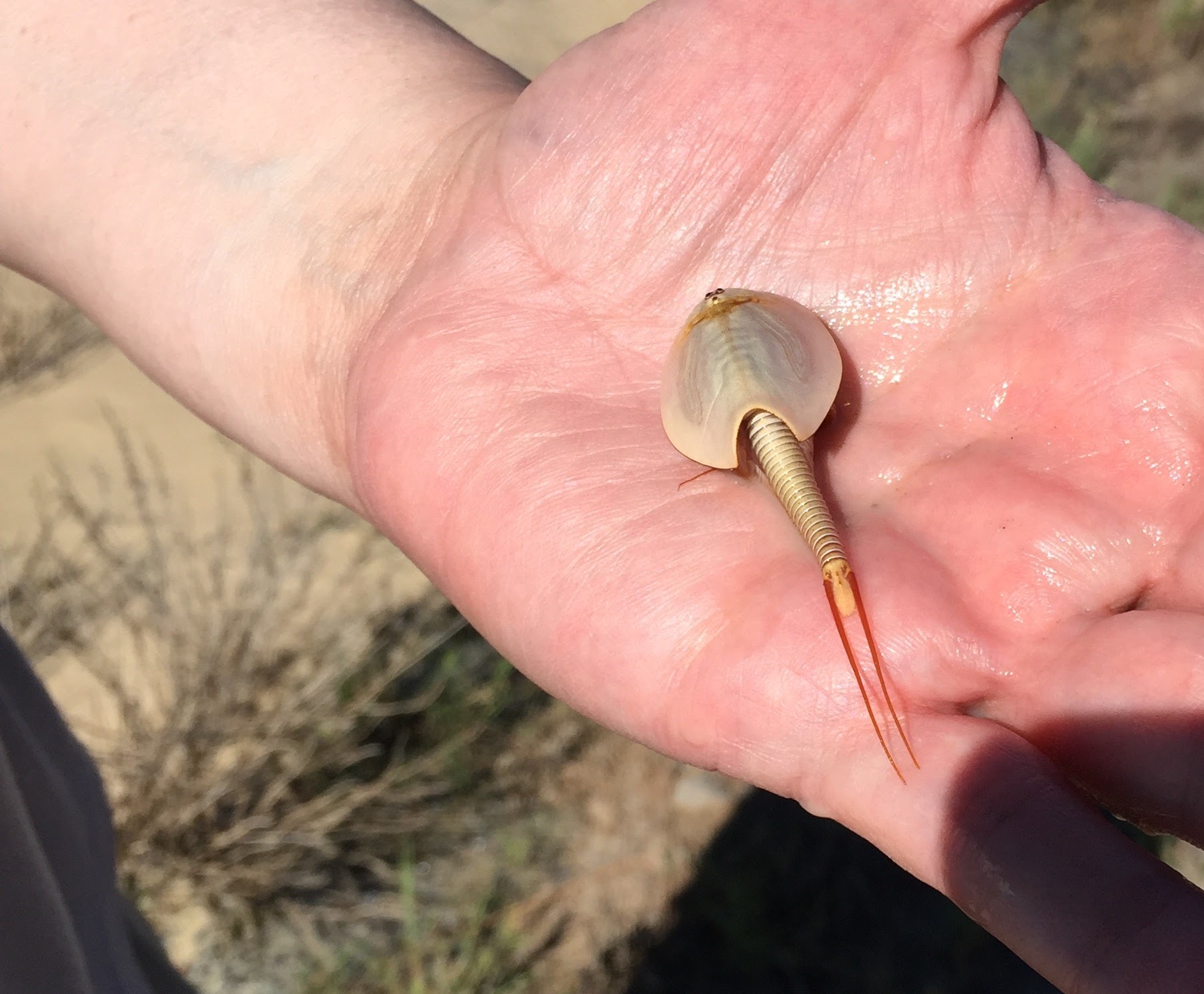 a small creature like a horseshoe crab but not actually one